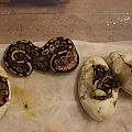 First Hatchlings Pastel X Mojave