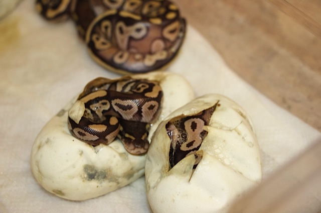 First Hatchlings Pastel X Mojave