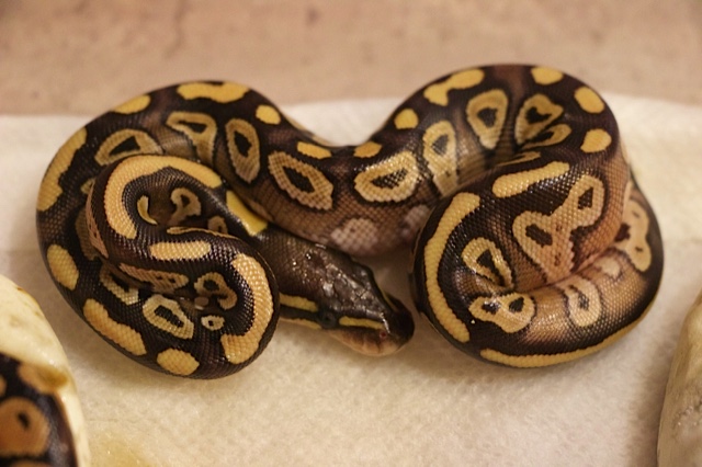 First Hatchlings Pastel X Mojave