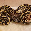 First Hatchlings Pastel X Mojave