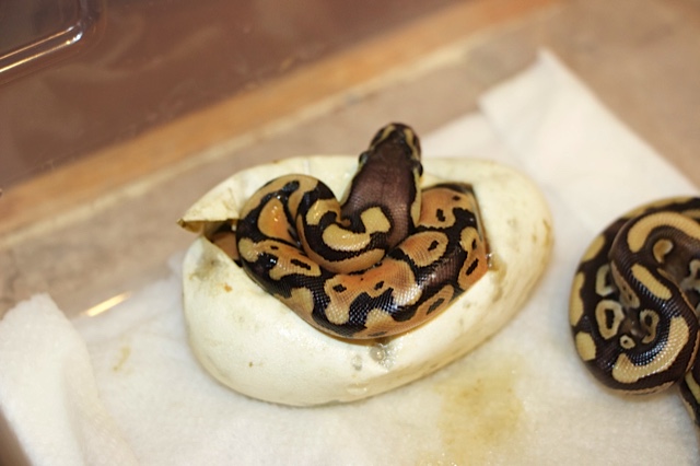First Hatchlings Pastel X Mojave