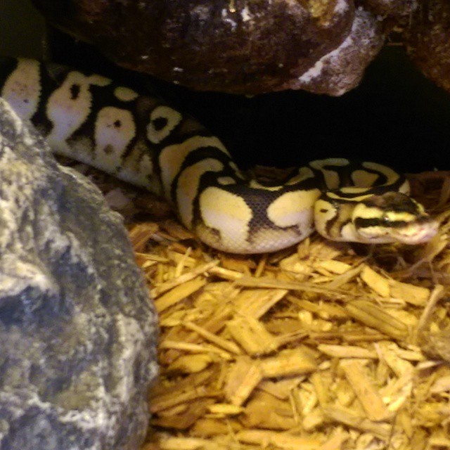 Sirabi...Pastel Calico Female