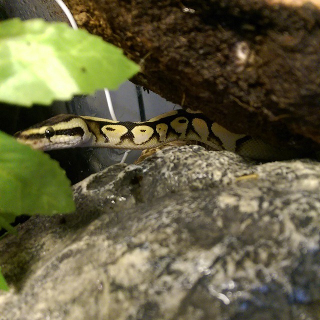 Sirabi...Pastel Calico Female