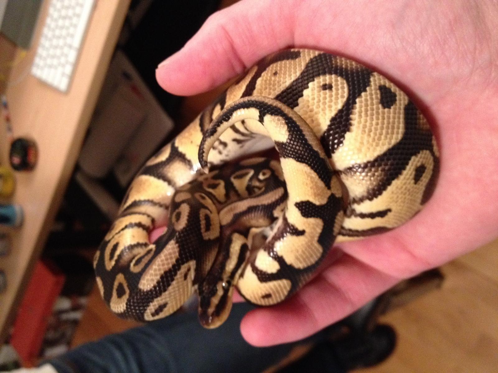 Pastel Fader Male