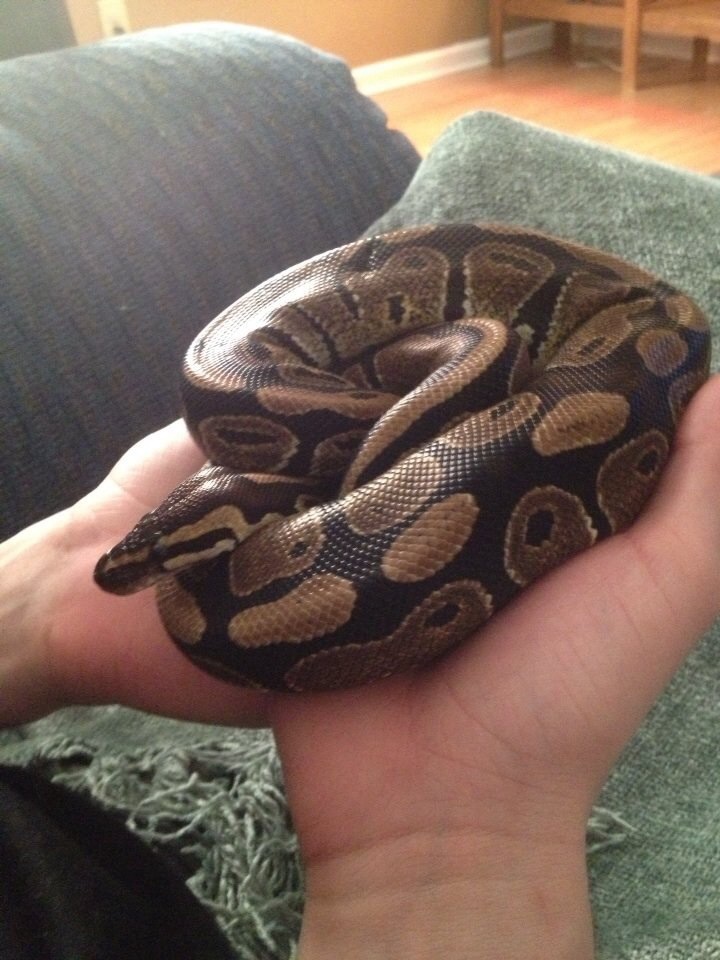 Snakey