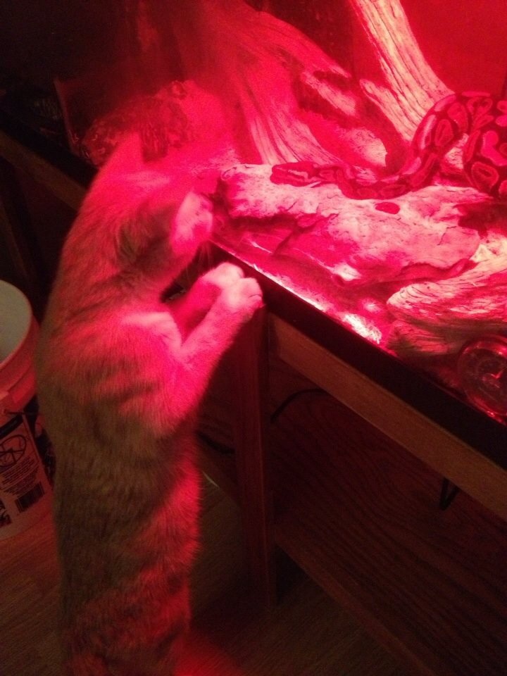 Snakey