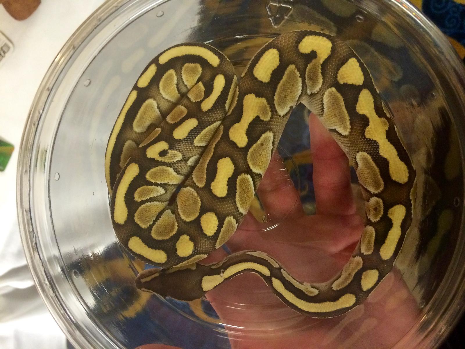 Butter