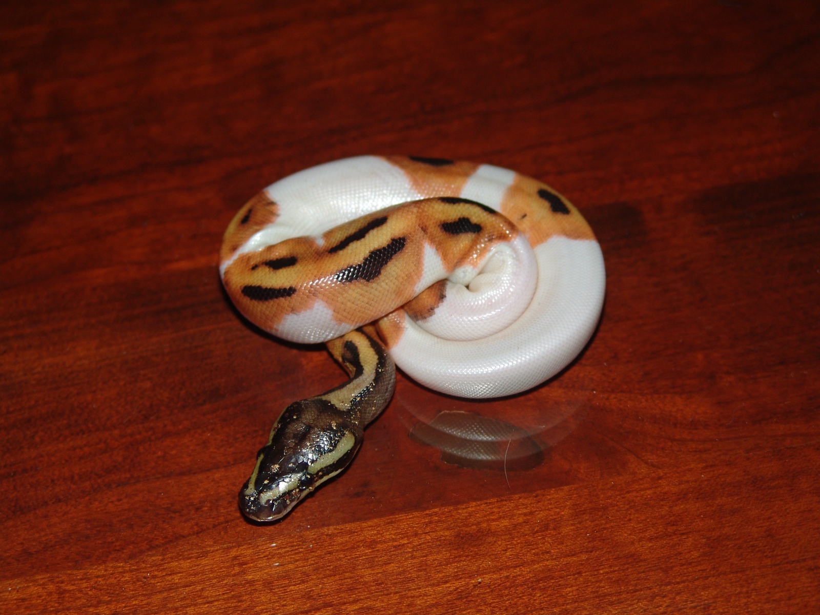 1st Male 60g