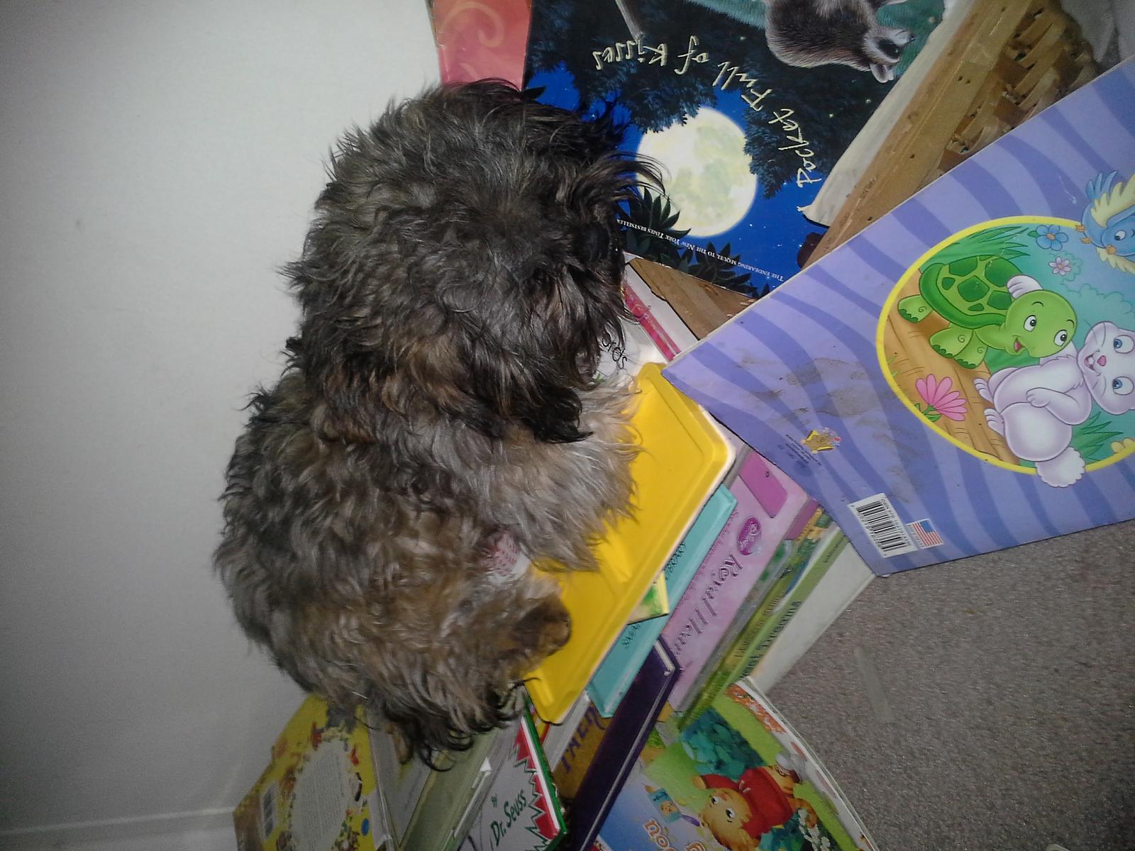 Teddy Man, snoozin' on some books.