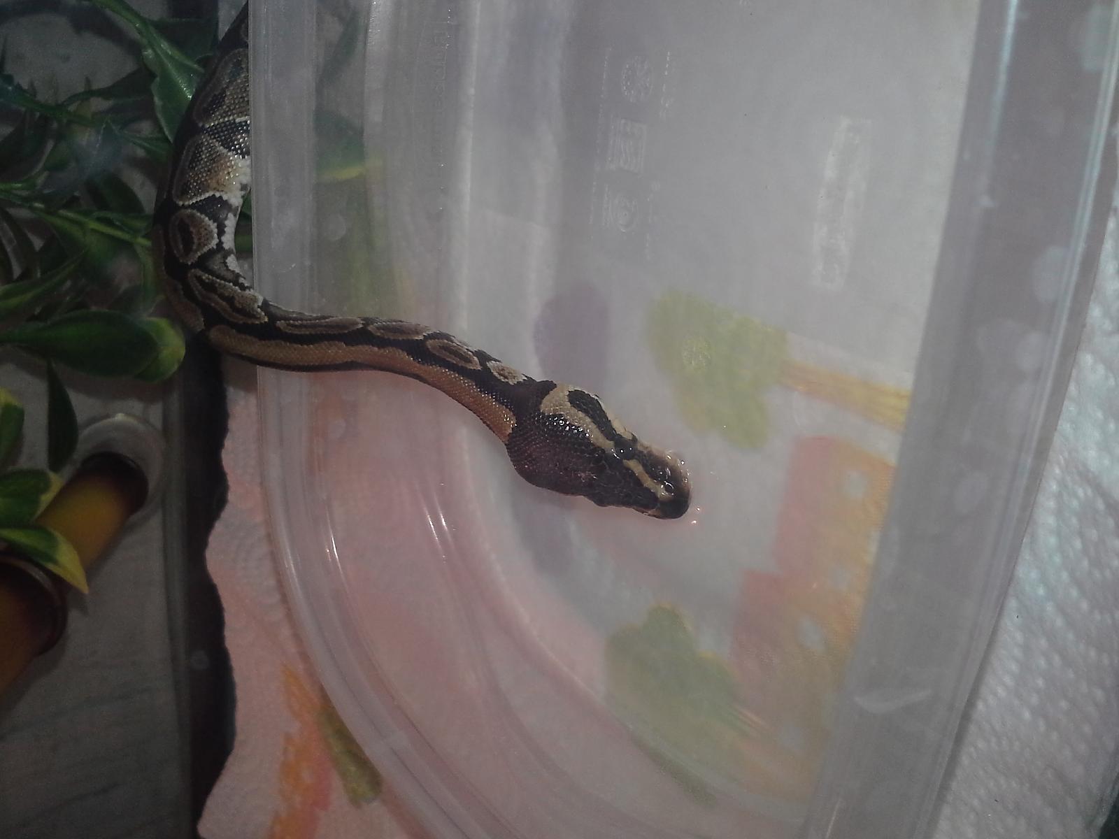 Fuzzy taking a drink