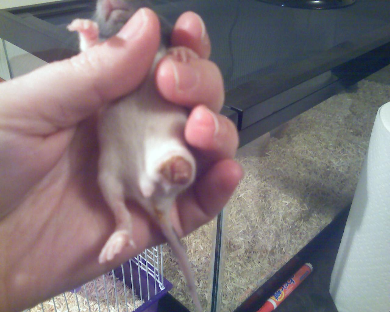 Baby Rat