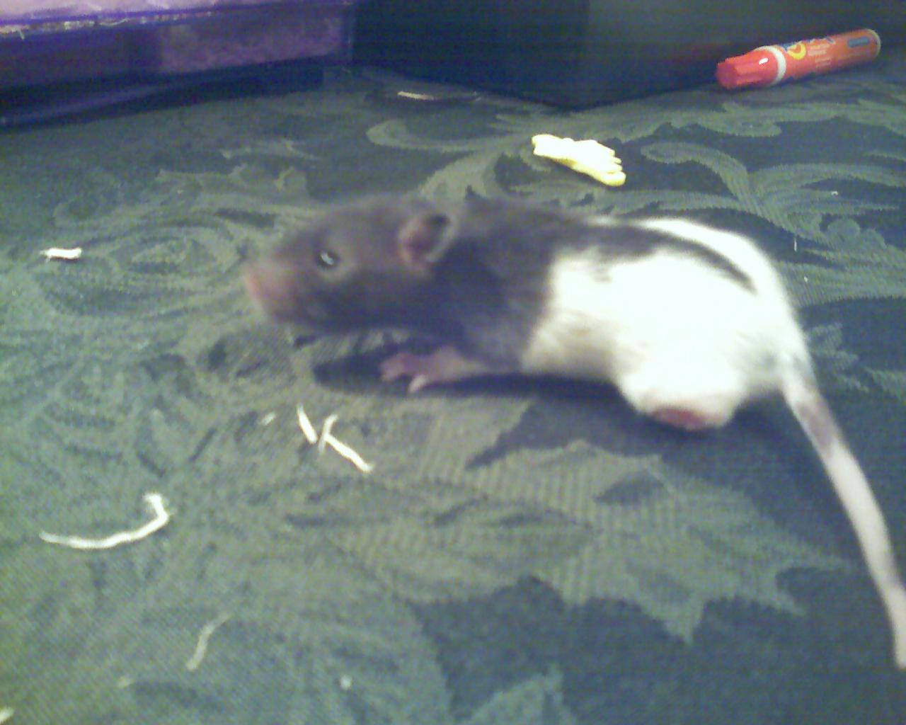 Baby Rat