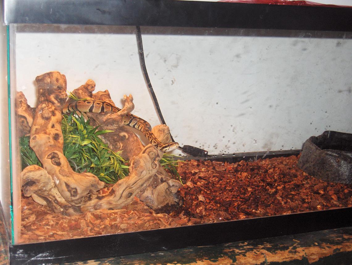 Xerxes