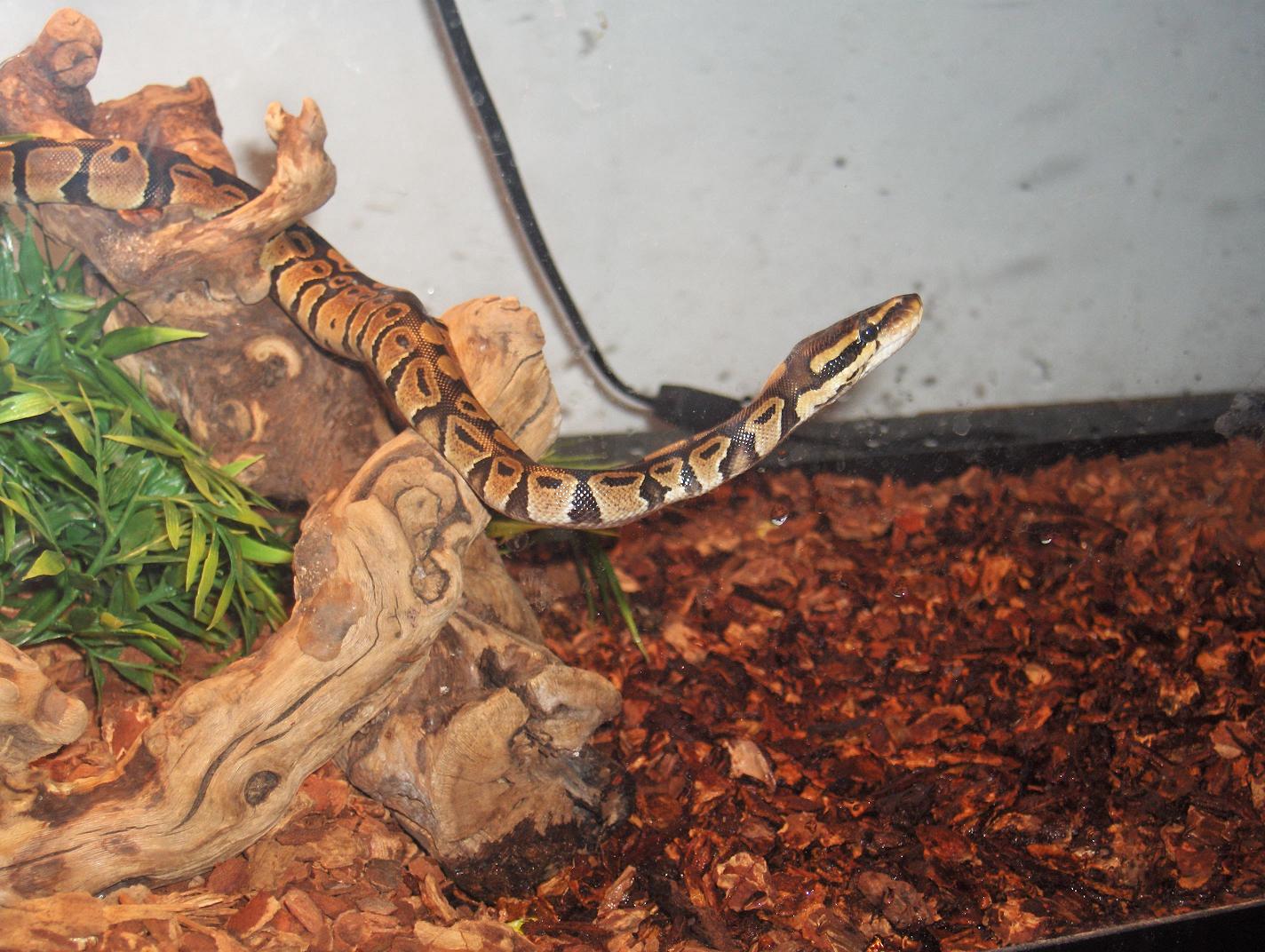 Xerxes