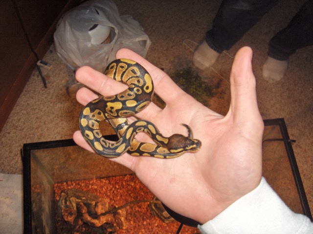xerxes