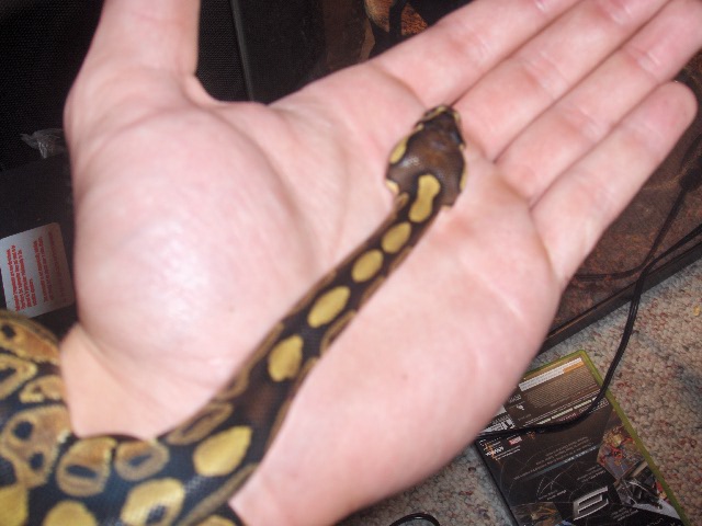xerxes