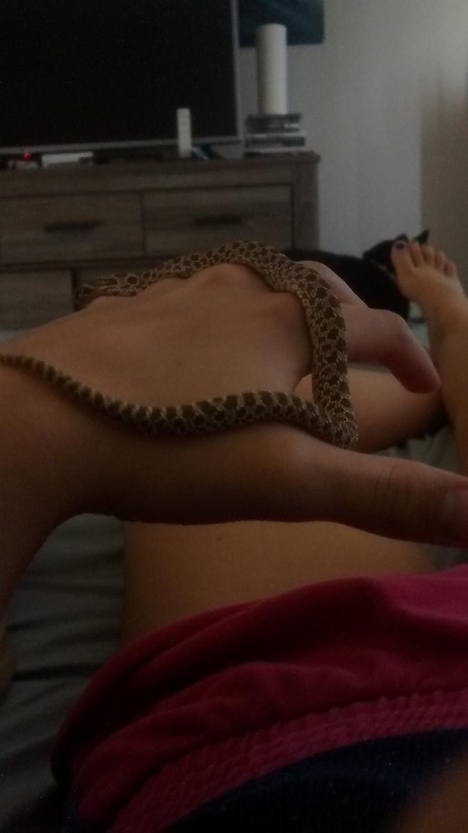 My hognose - AKA Kevin Bacon