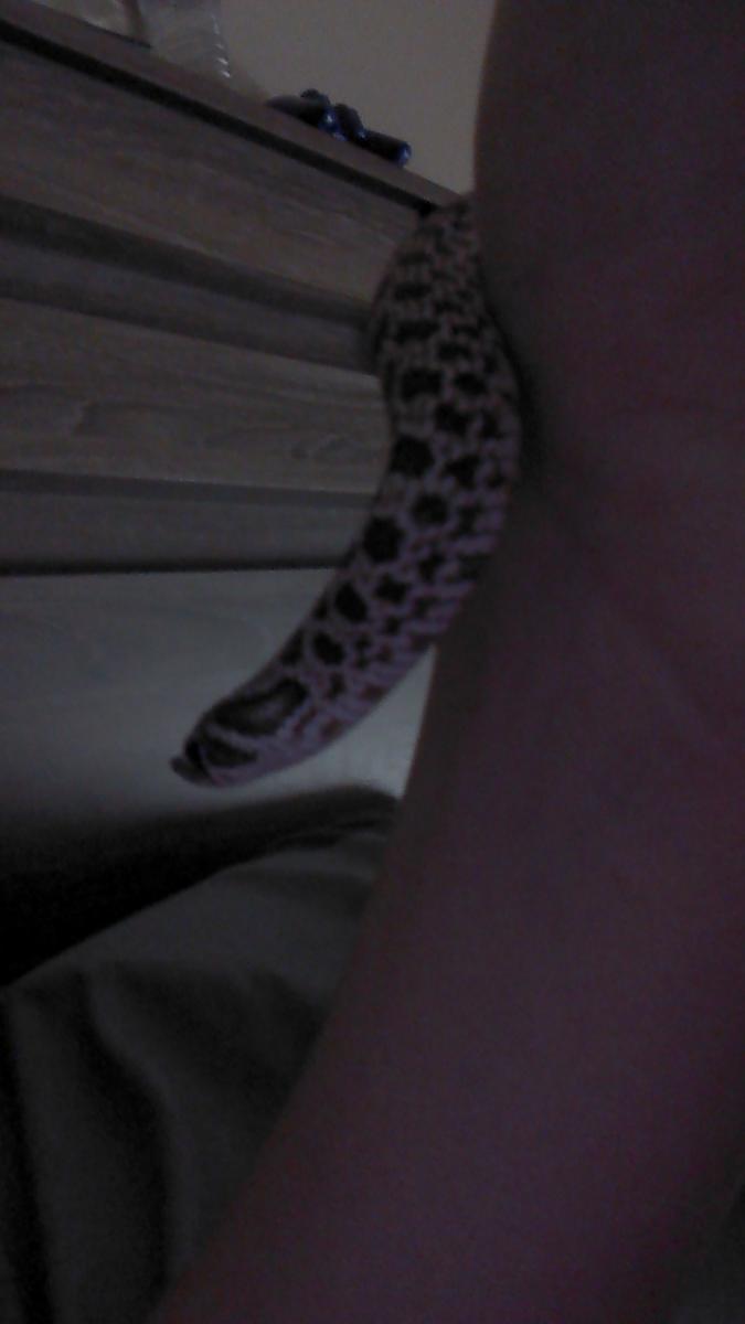 My hognose - AKA Kevin Bacon