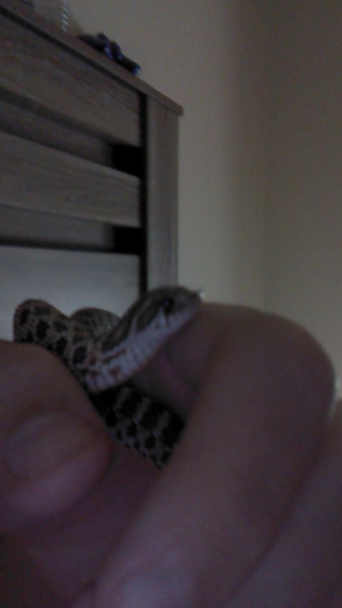 My hognose - AKA Kevin Bacon