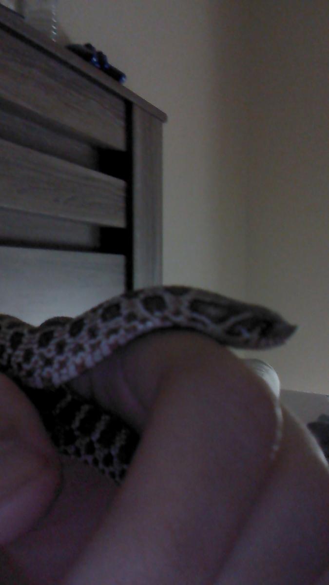 My hognose - AKA Kevin Bacon