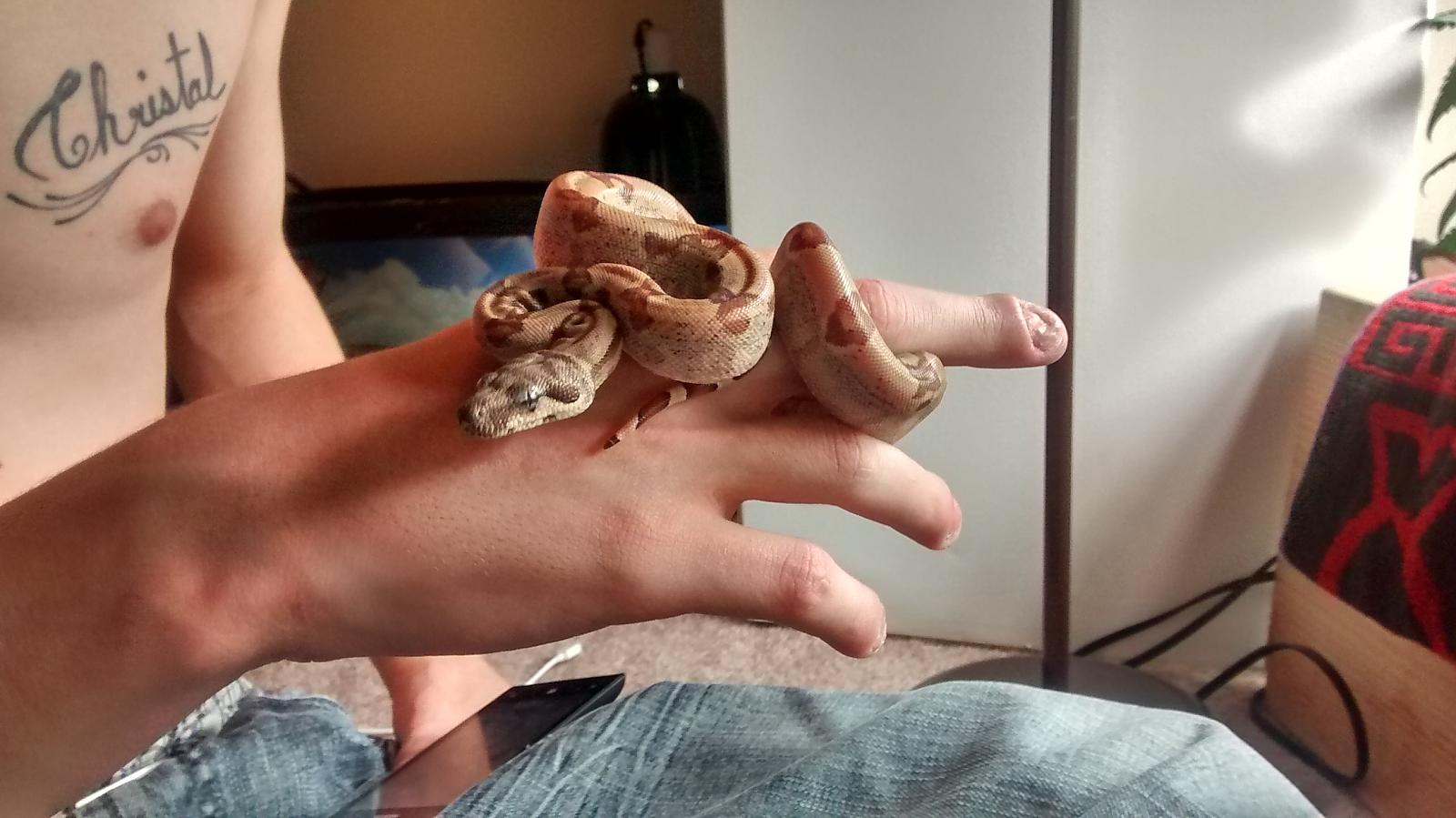 snap of Chong before he settled into his cage