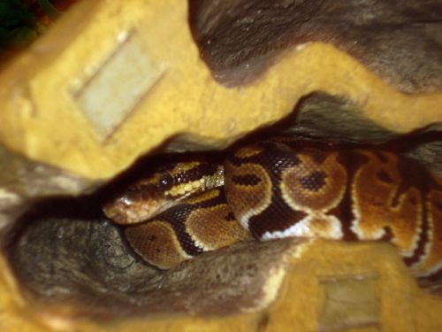 hide