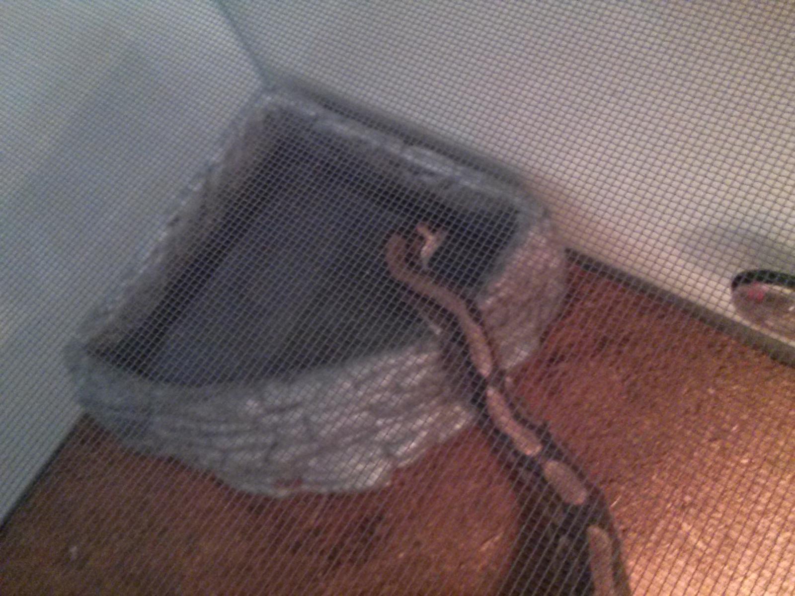 My new BP, Artemis