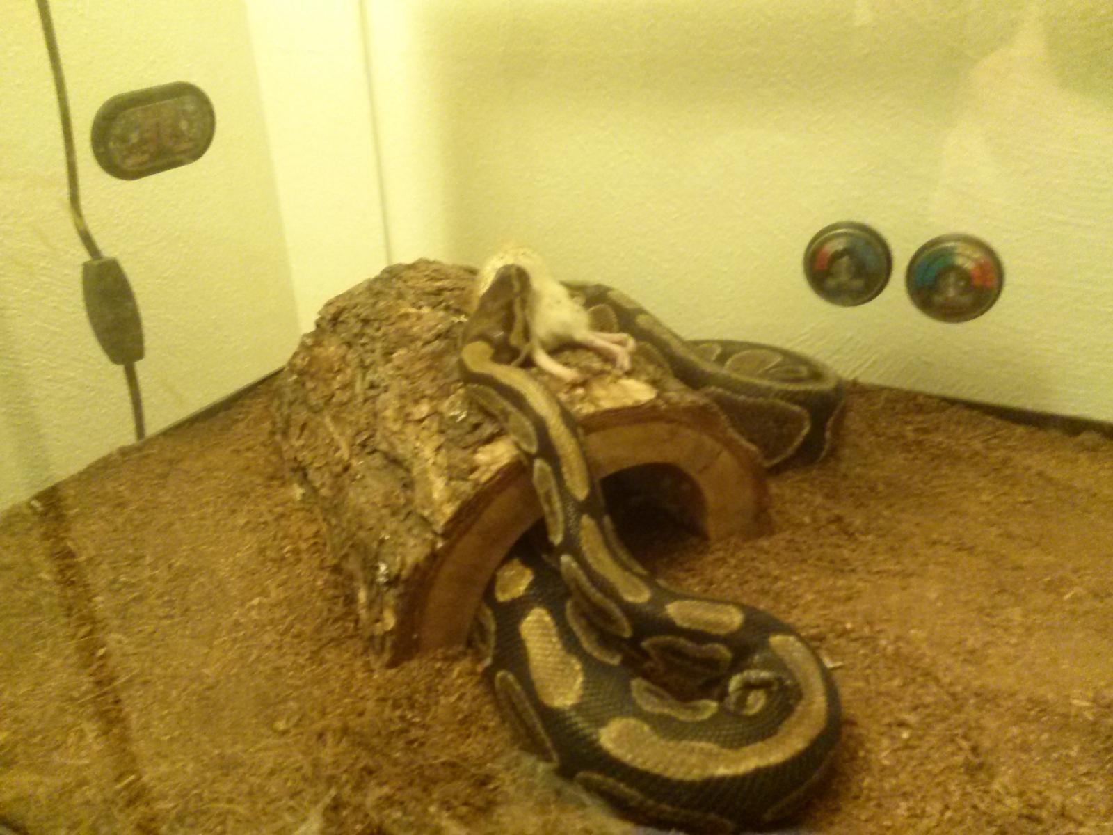 My new BP, Artemis