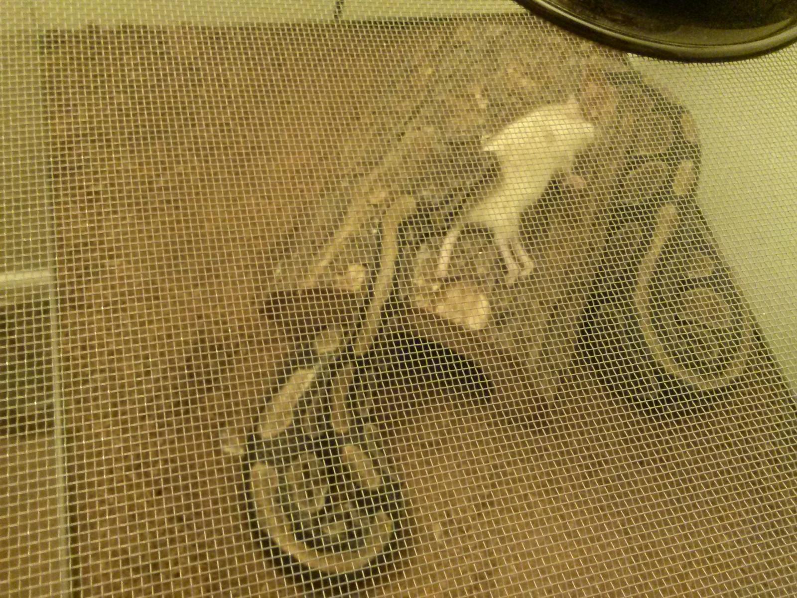 My new BP, Artemis