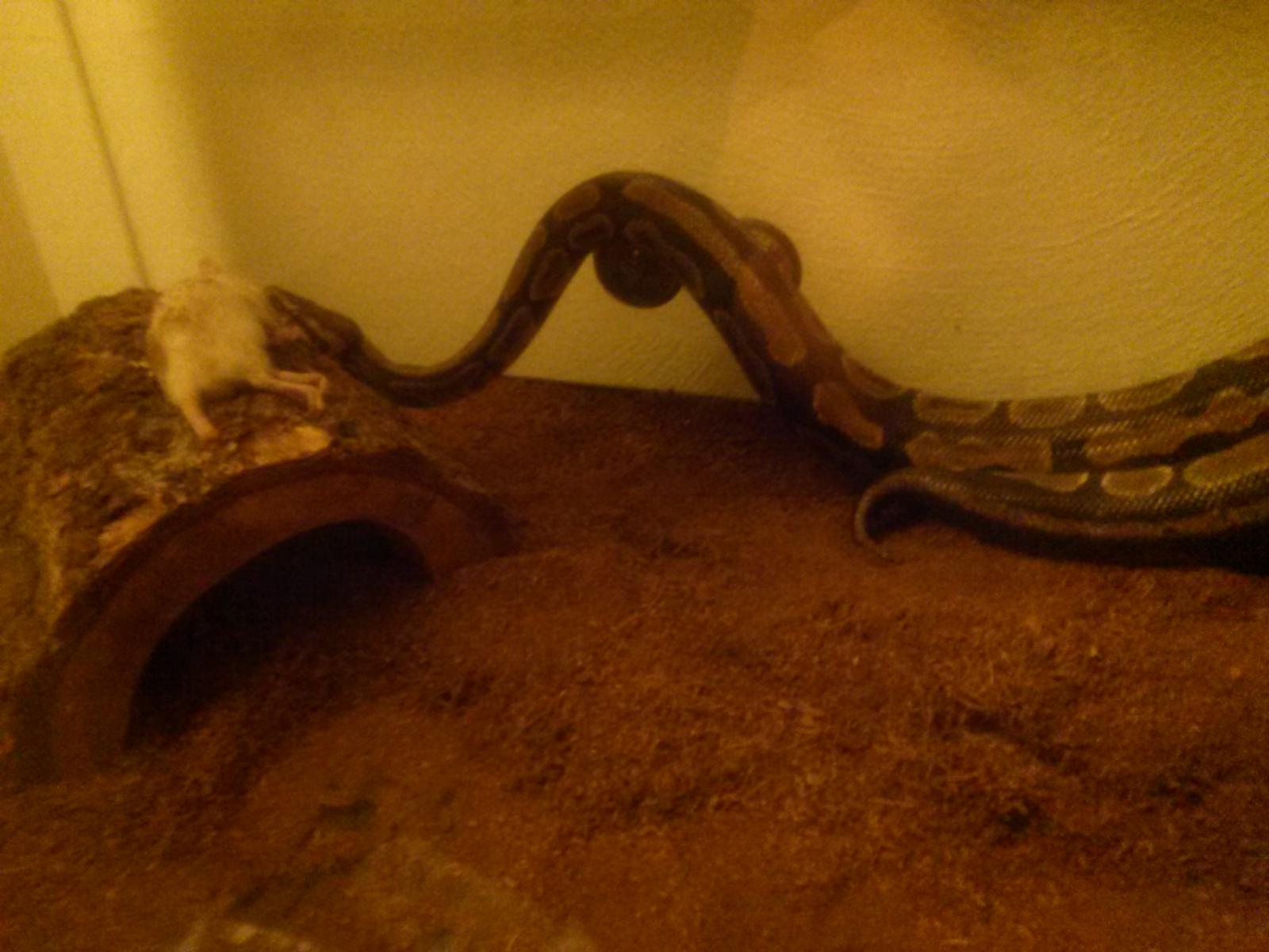 My new BP, Artemis