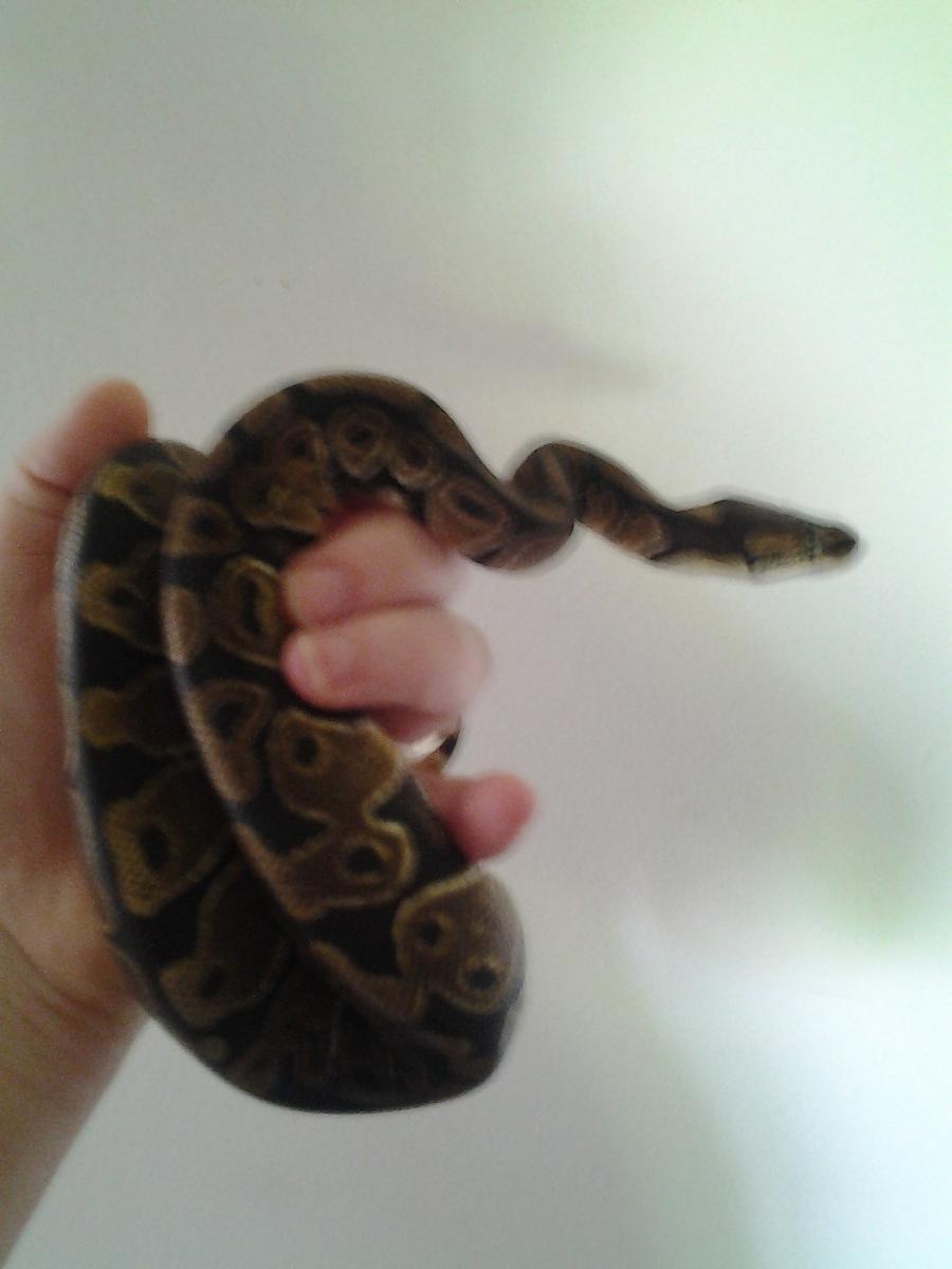 Mr. Monty