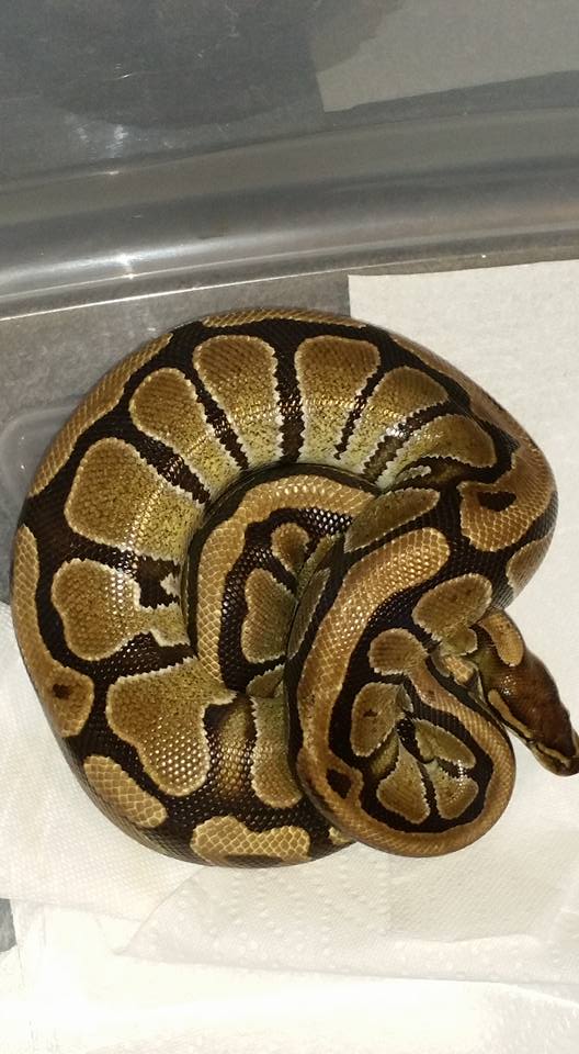 gold stripe