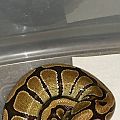 gold stripe