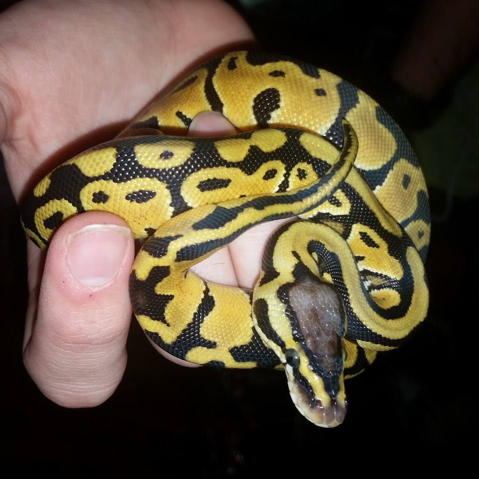 mysnake