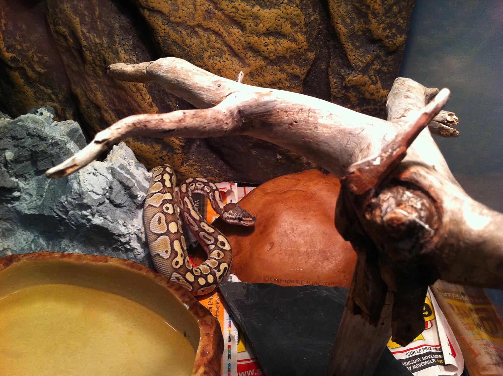 what type of morph is this