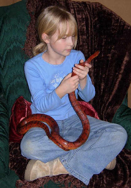 G8R_Corn_snake