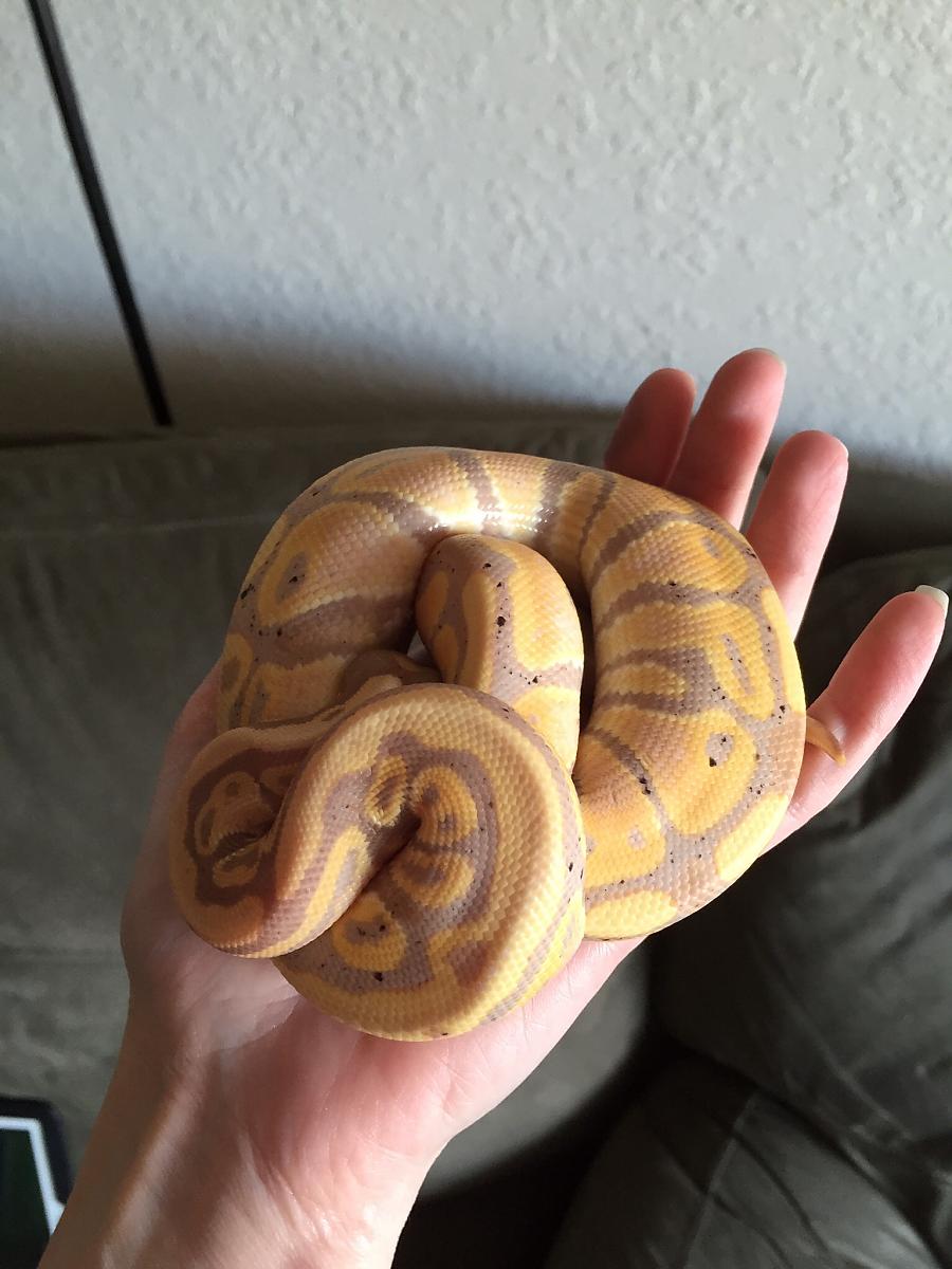 Pablo