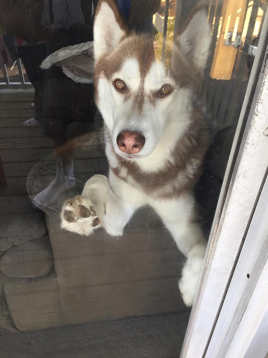 Chevy the Great
