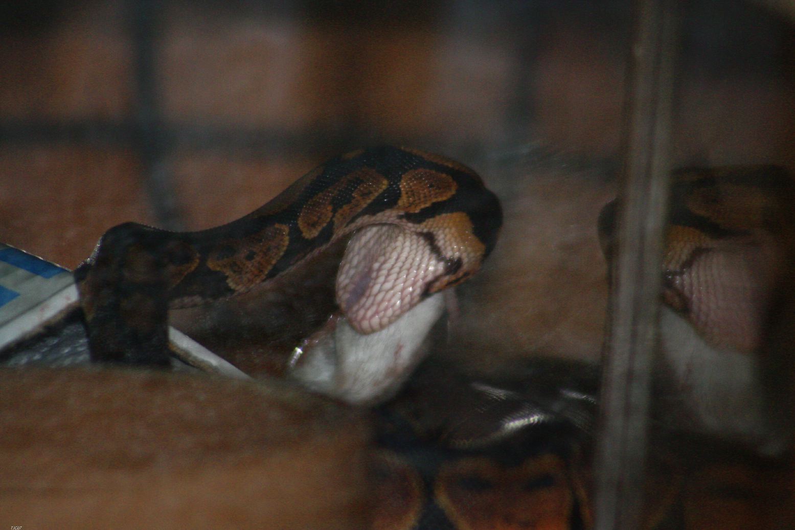 Joe's first feed at home