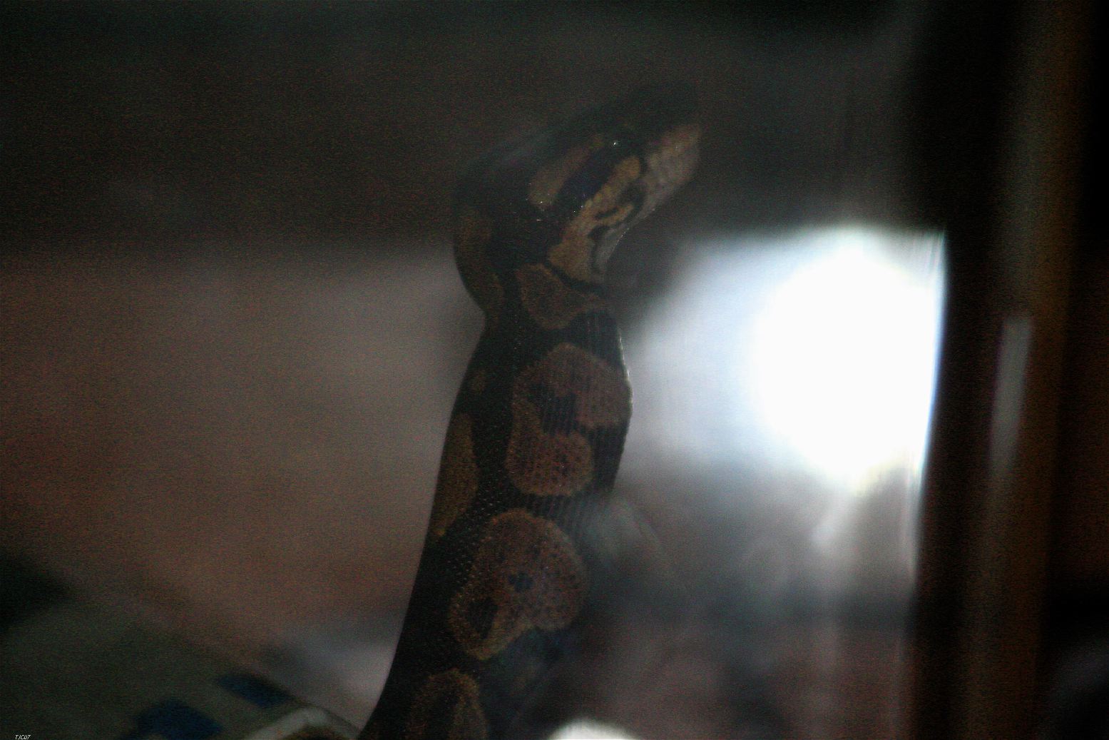 Joe's first feed at home