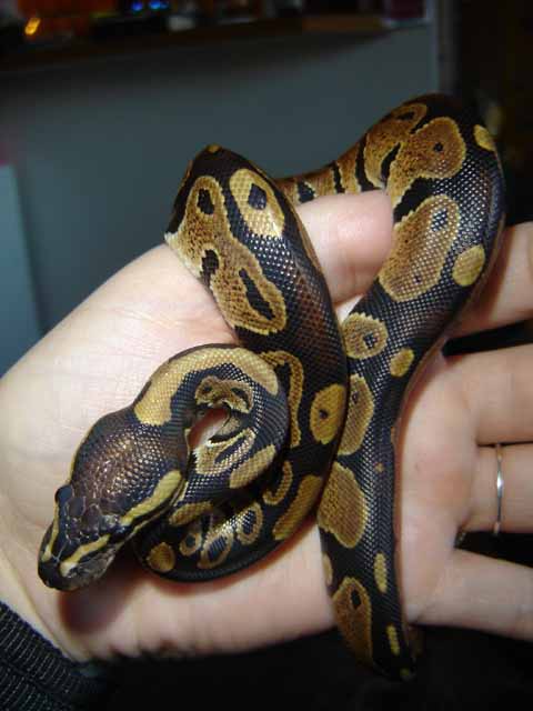 Tatsu Aeon