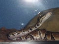 Our '07 ball python