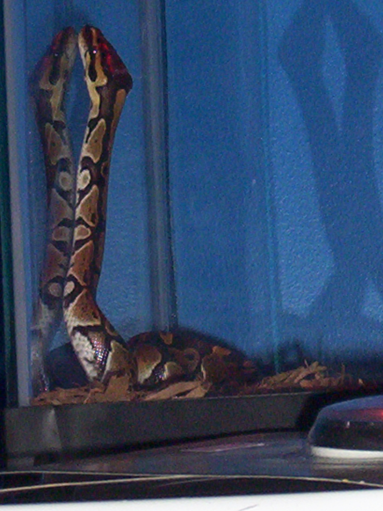Our '07 ball python