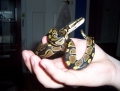 Our '07 ball python