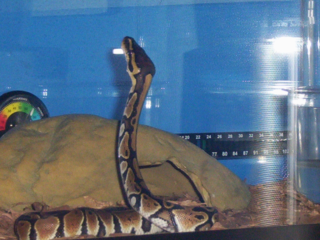 Our '07 ball python