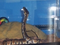 Our '07 ball python