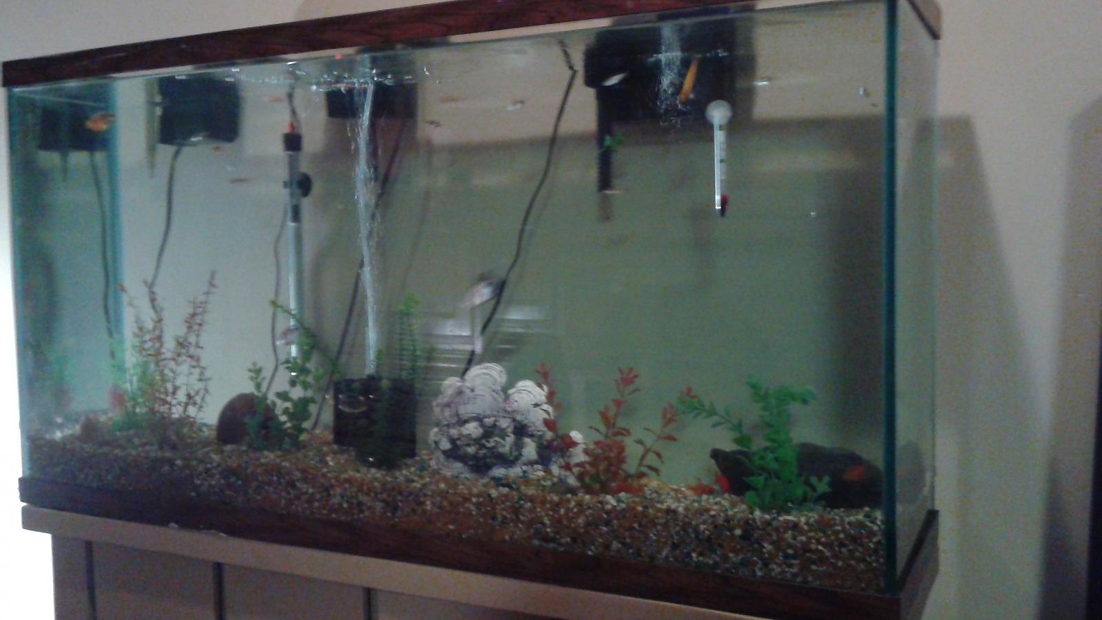 65 gallon tropical community