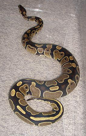 after a feeding.