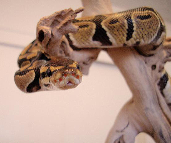 on her driftwood