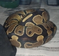 how they got their name.."ball" python